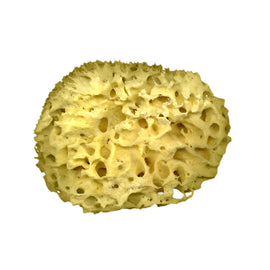 Polyvine Seawool Sponge